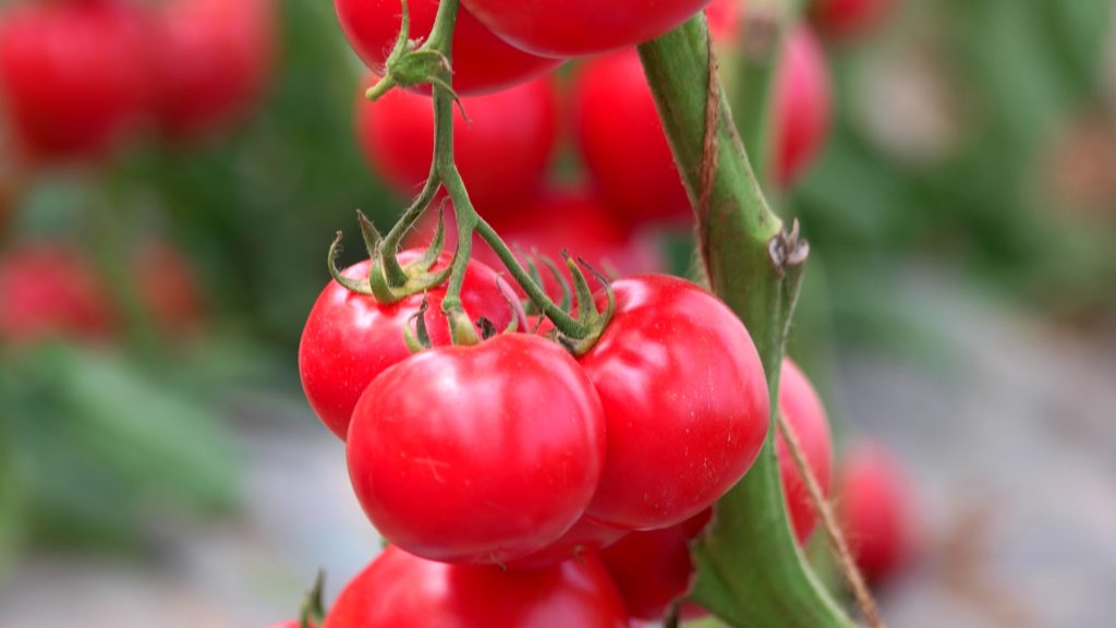 wholesale tomatoes
tomatoes wholesale