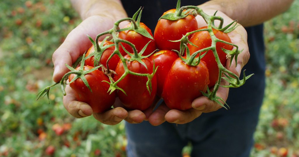 the-hand-of-a-farmer-exhibition-of-italian-red-tomatoes-just-picked-from-his-land-the--SBI-349545195 | One Source Food Solutions bulk tomatoes
tomatoes in bulk