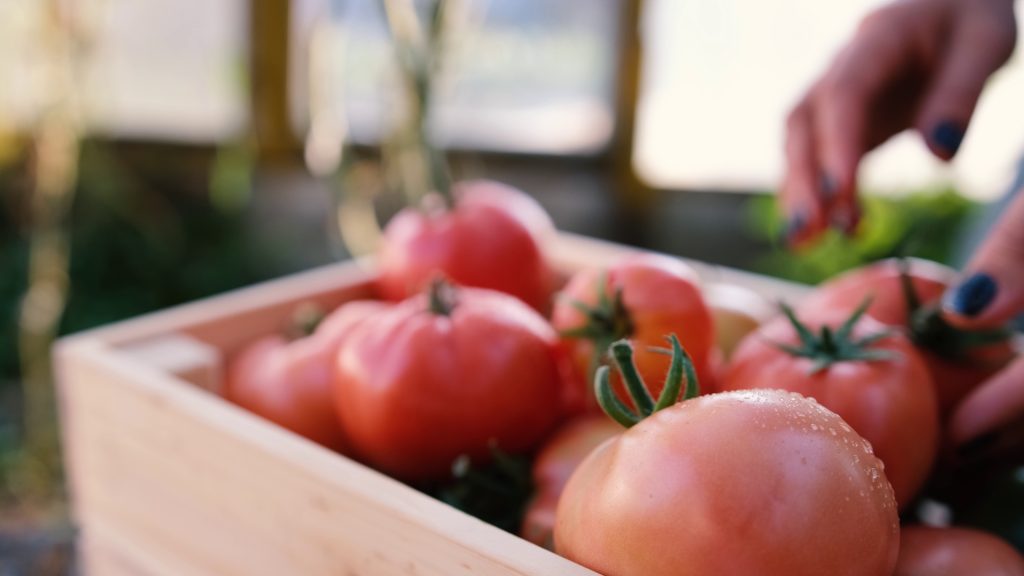 close-up-hands-of-a-farmer-hold-fresh-ripe-red-tomatoes-organic-vegetables-small-local-SBI-351516931 | One Source Food Solutions wholesale tomato
bulk tomatoes
tomato paste
