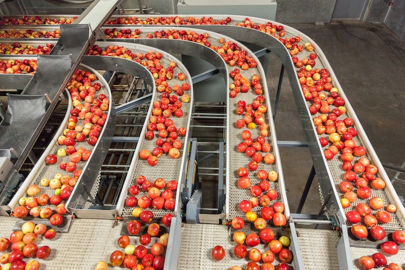 Clean and fresh gala apples on a conveyor belt in a fruit packaging warehouse for presize